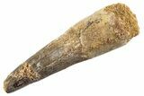 Fossil Spinosaurus Tooth - Real Dinosaur Tooth #360197-1